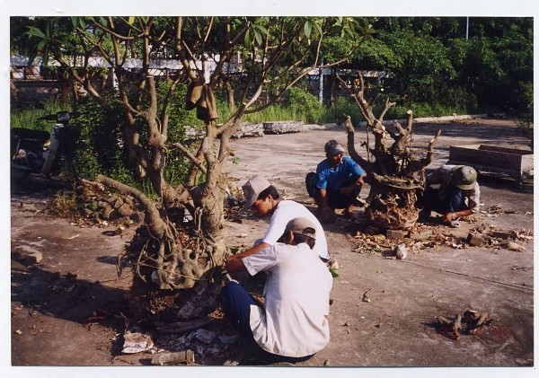 Lúc mới mua năm 1999, Tam đa chỉ là một gốc cây trần trụi thế này.